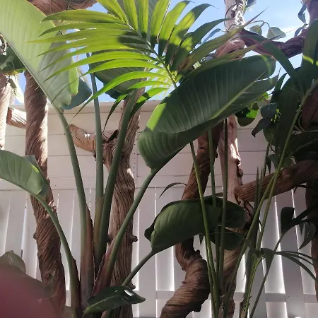 - Sun House - Holidays - Apartament Puerto de la Cruz (Tenerife)