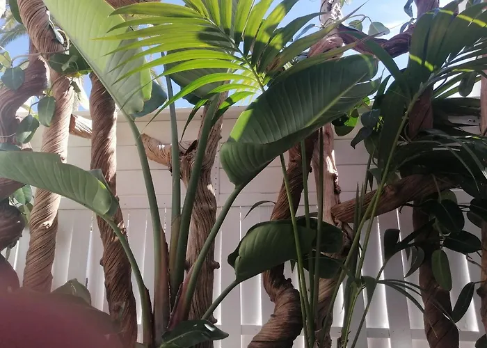 - Sun House - Holidays - Appartement Puerto de la Cruz (Tenerife)