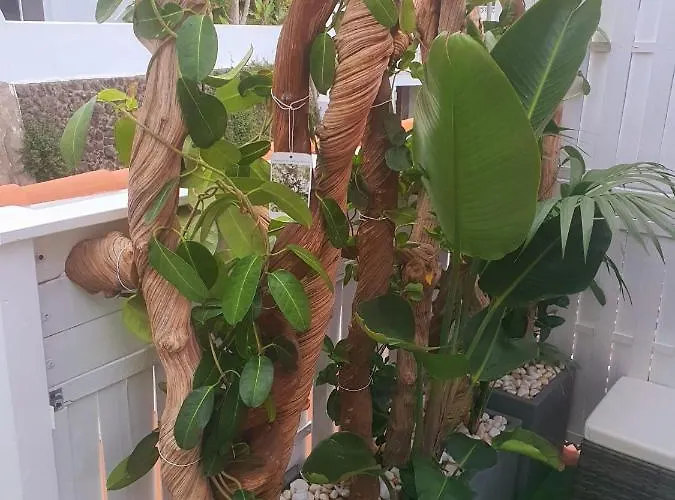 Apartment - Sun House - Holidays -